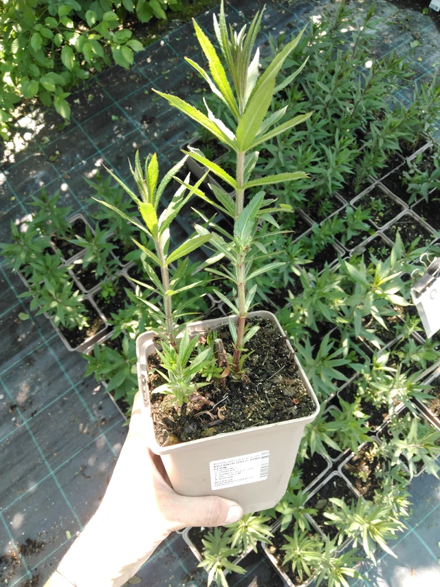 Tädykearvio Pink Glow - 2024