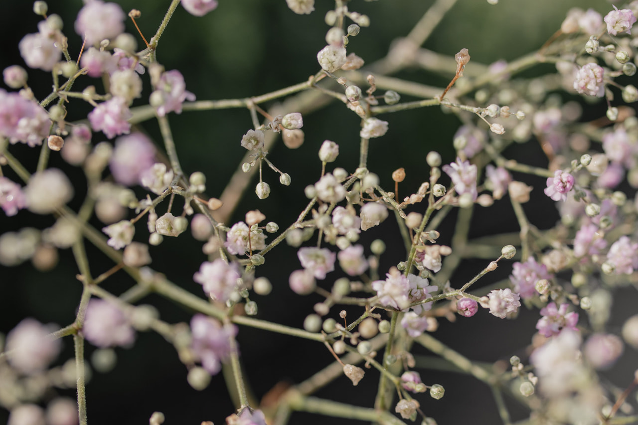 Morsiusharso Flamingo, Loukykvět