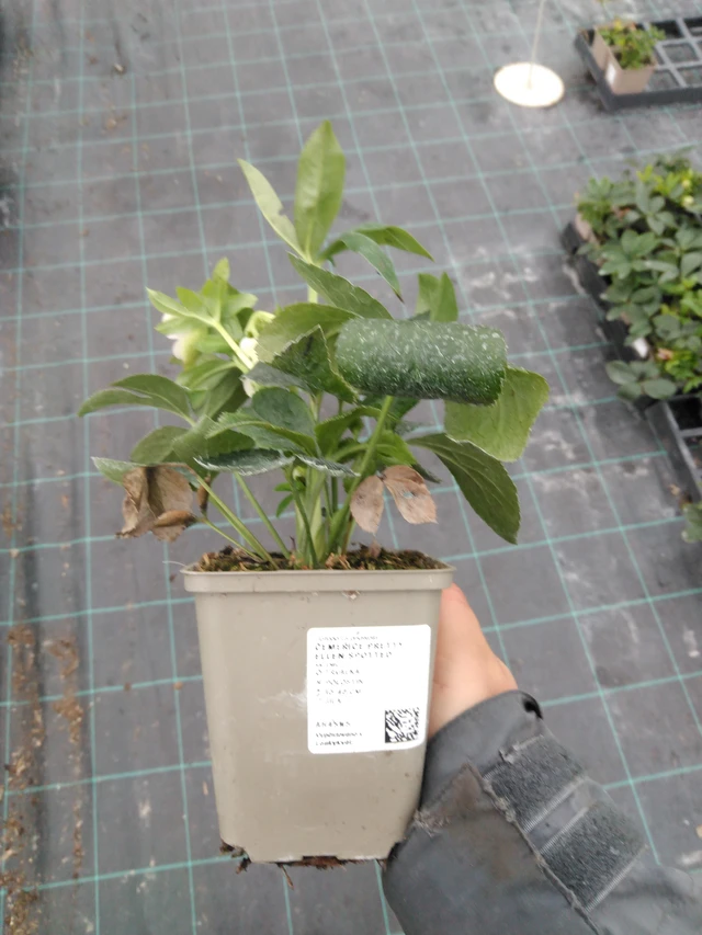 Jouluruusu Pretty Ellen Spotted - 10. 9. 2025