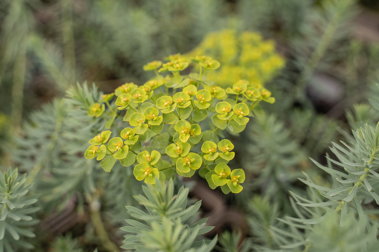 Euphorbia myrsinites, Loukykvět