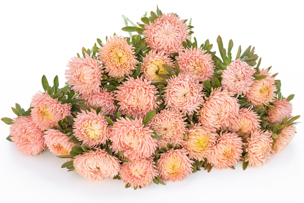 Kiinanasteri Lady Coral Salmon, Loukykvět