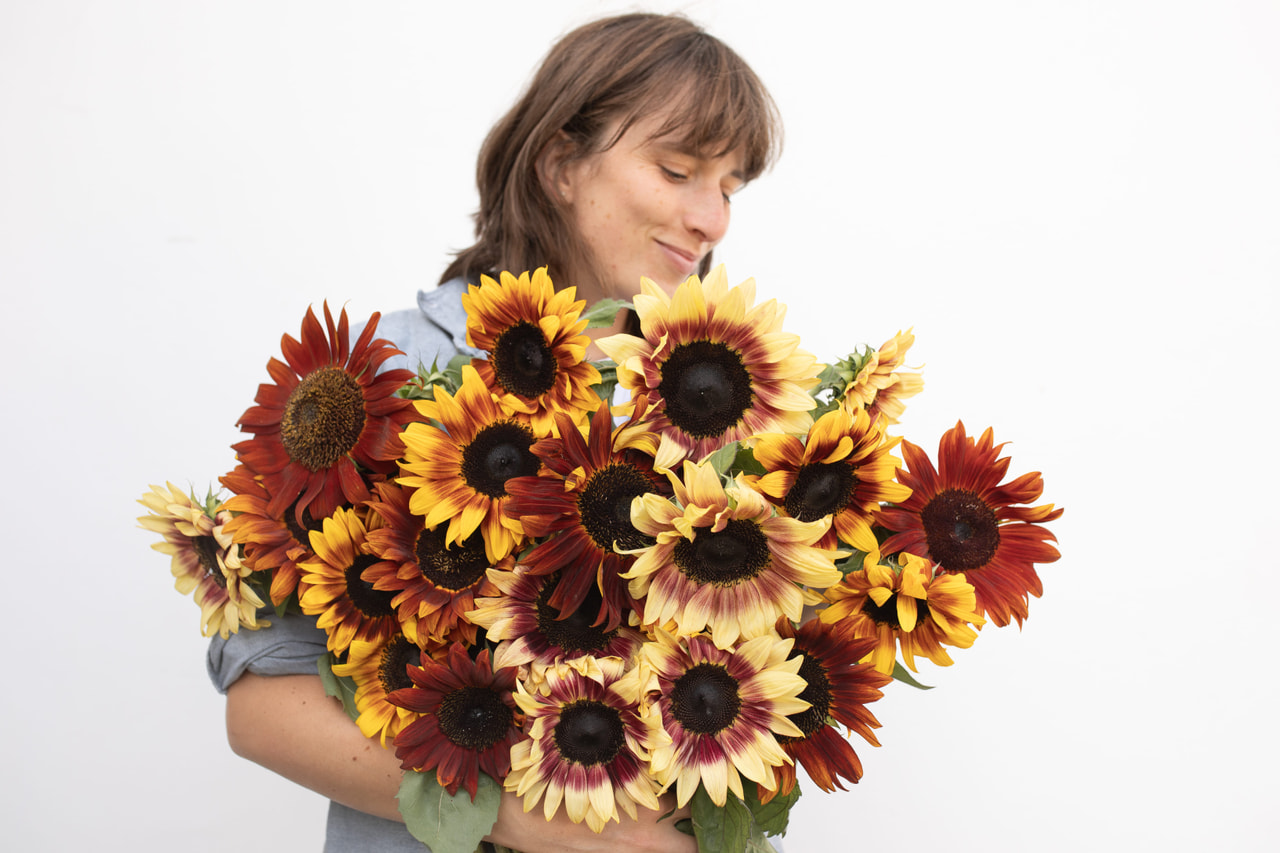 Sunflower ProCut Vanilla Maple Mix, Loukykvět