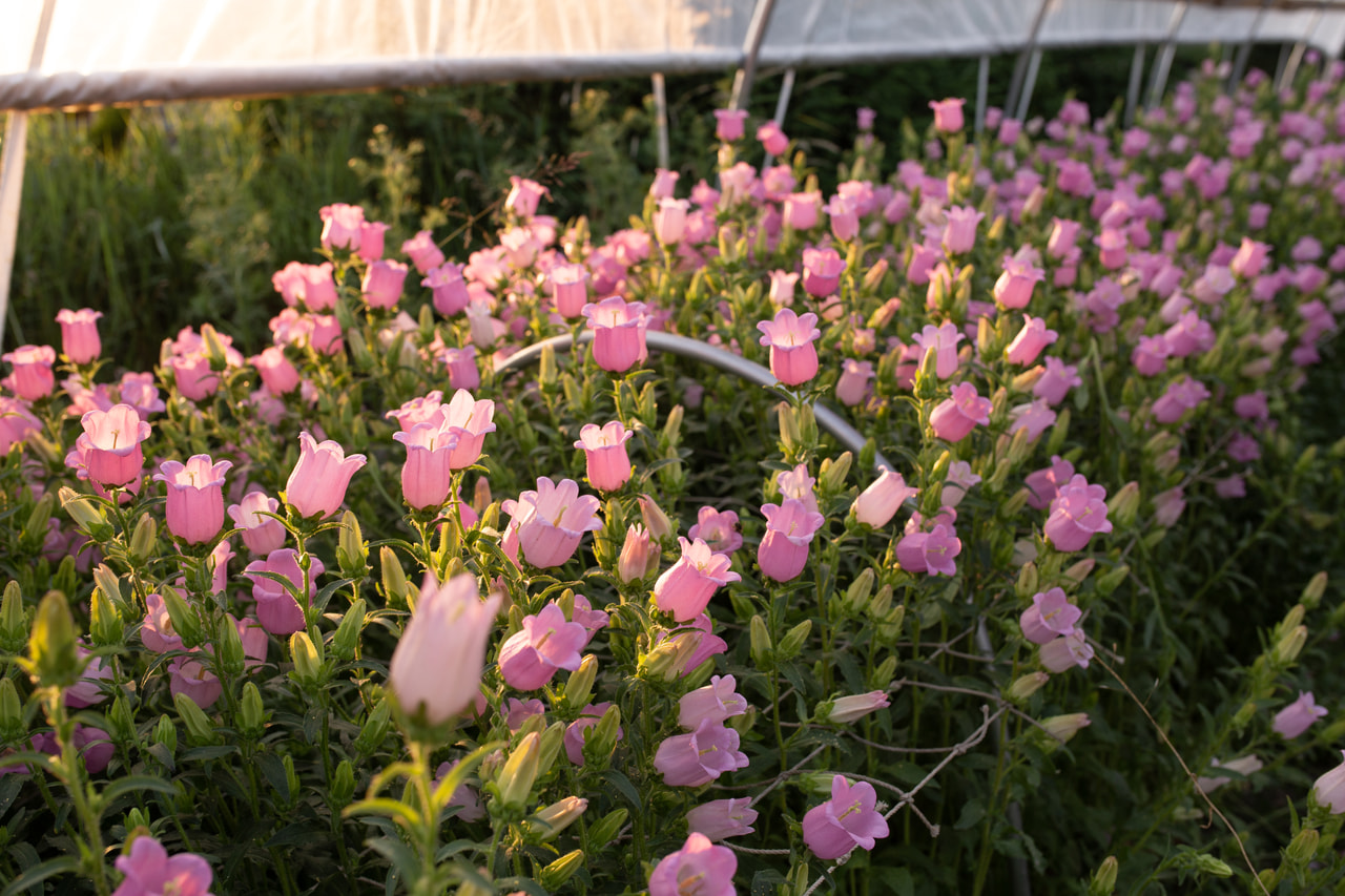 Klokjesbloem Champion Pink, Loukykvět