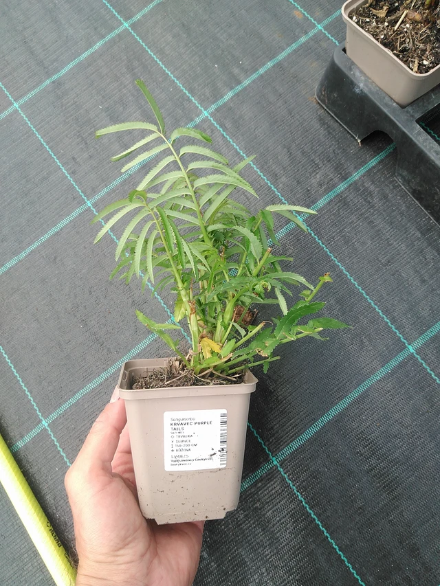 Luppio Purple Tails - 24. 6. 2025