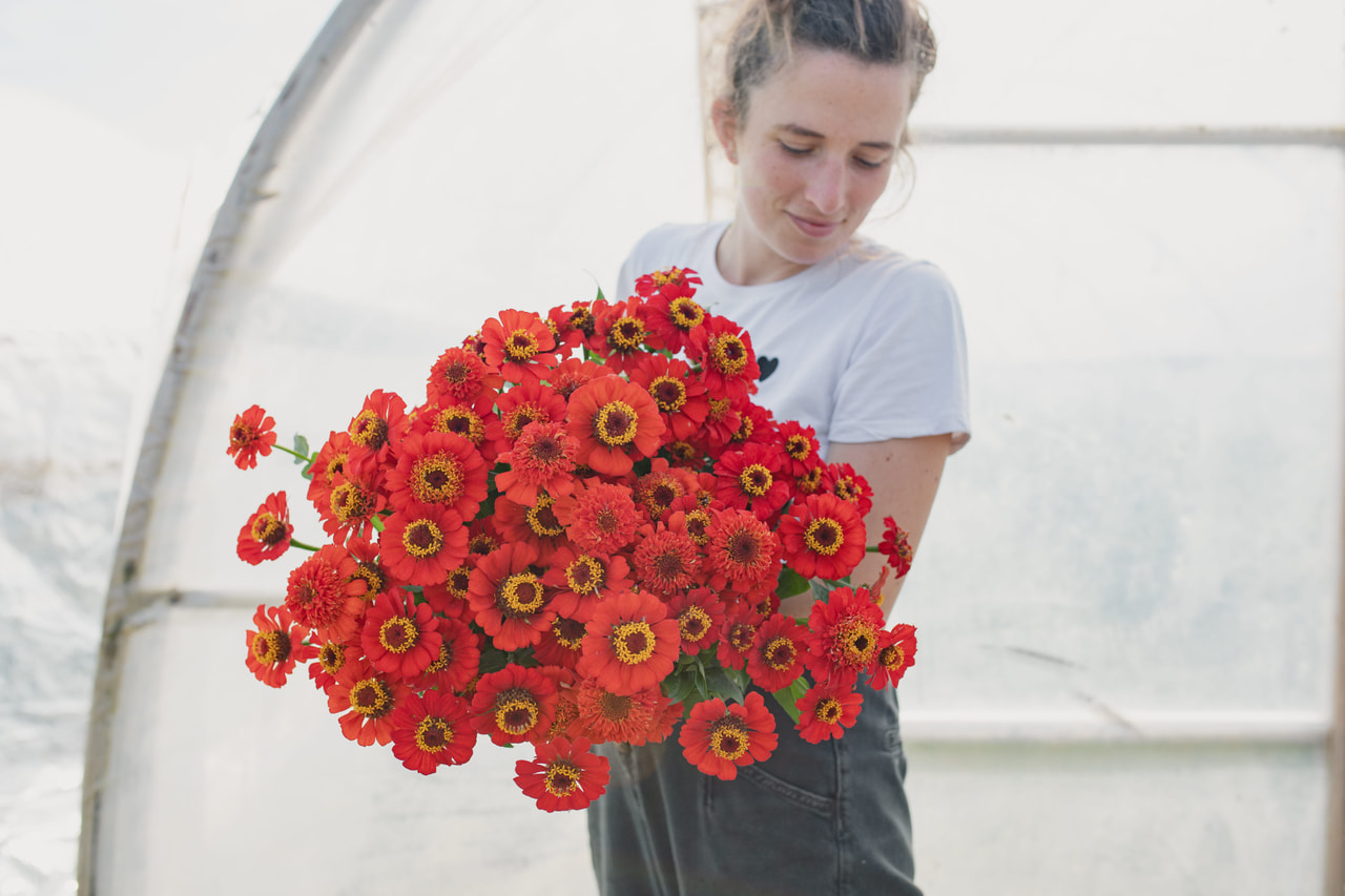 Pruudisõlg Zinderella Red, Loukykvět