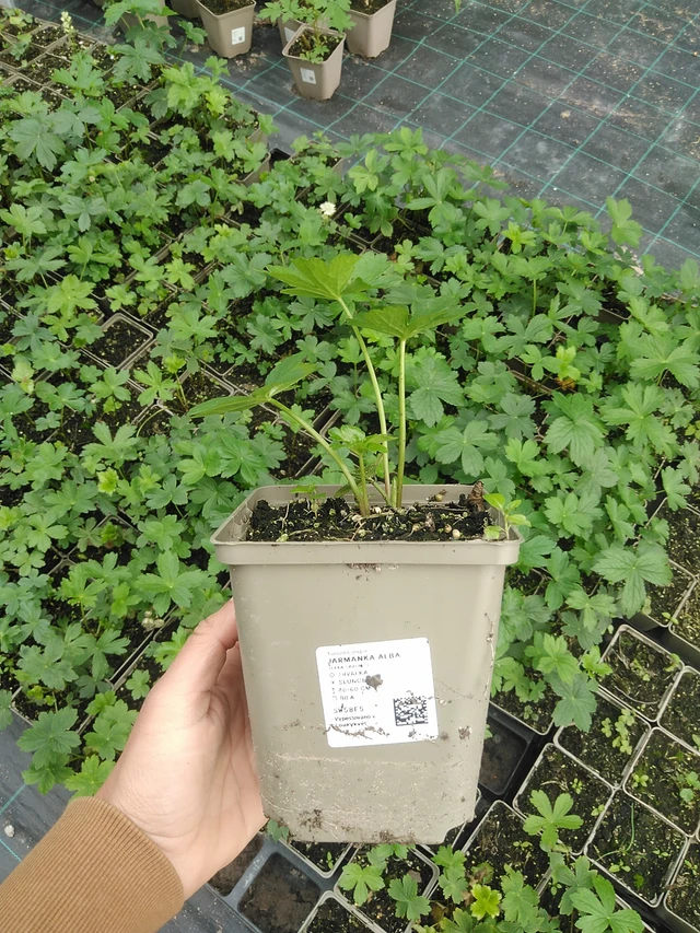 Tähtiputki Alba - 9. 6. 2025