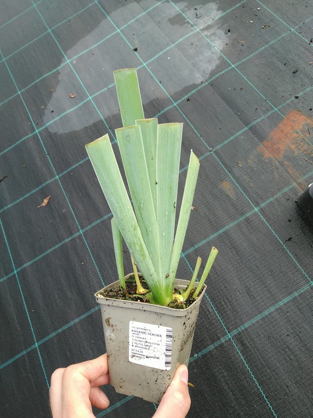 Kurjenmiekka Glacier - 28. 7. 2025