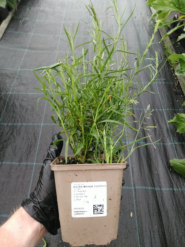 Kanerva-asteri Monte Cassino - 10. 9. 2025