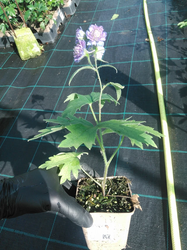 Espuela de caballero Highlander Sweet Sensation - 1. 9. 2025