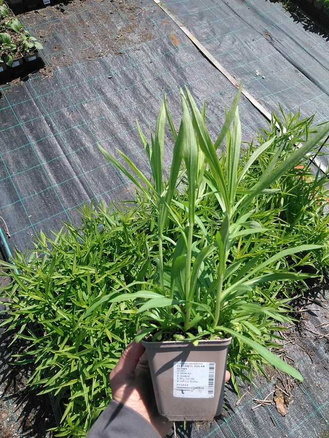 Vara de oro Solar Glory - 13. 5. 2025