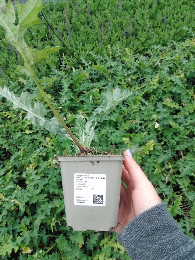 Pallo-ohdake Arctic Glow - 9. 6. 2025