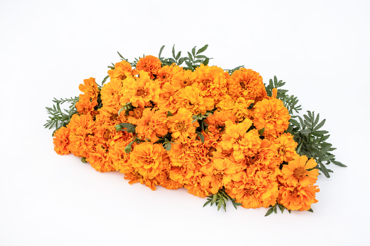 Marigold Imperiale Orange, Loukykvět