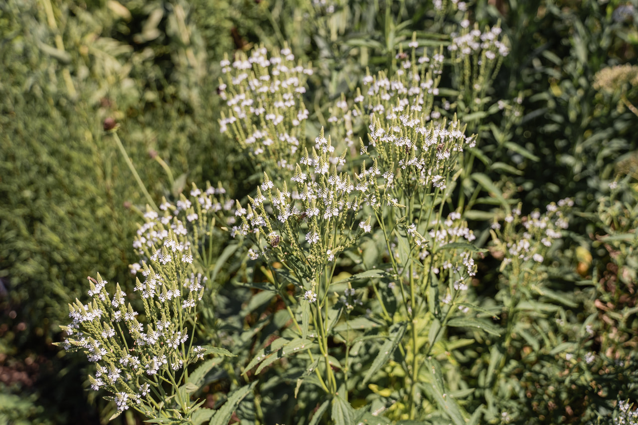 Verbena hastata White Spires, Loukykvět