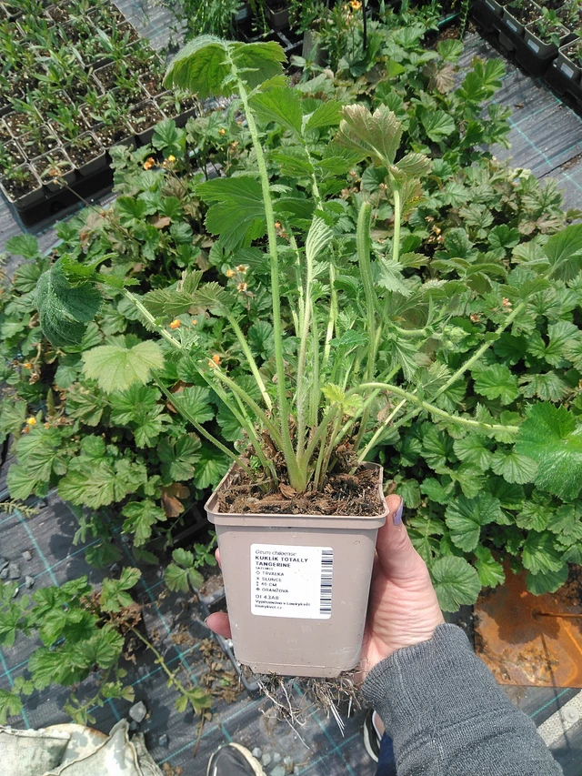 Kellukka Totally Tangerine - 9. 6. 2025