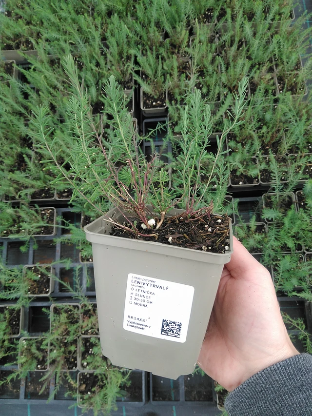 Sinipellava - 9. 6. 2025