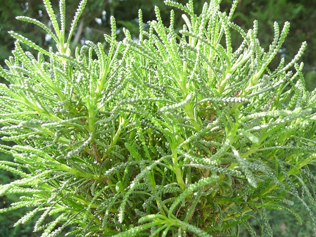 Vihersantoliina, Loukykvět