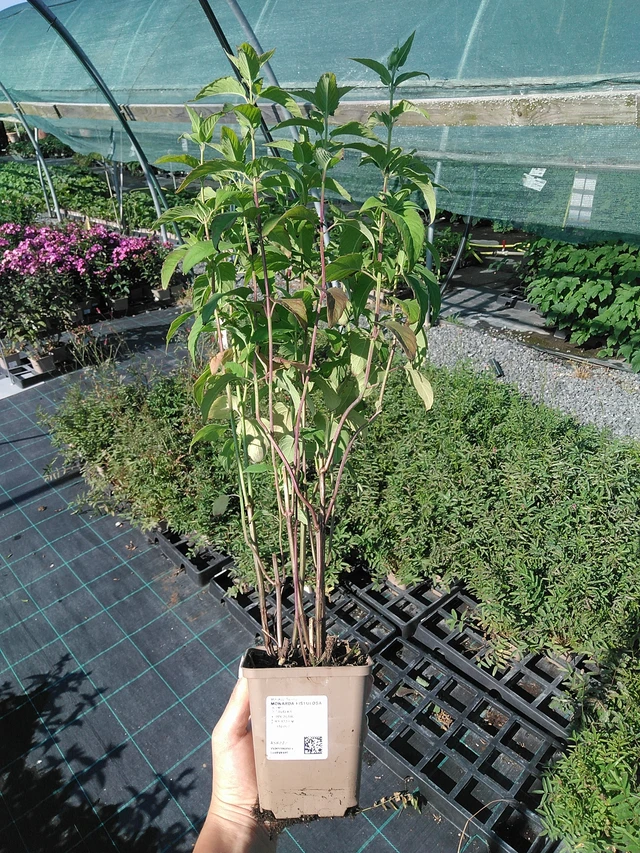 Monarda fistulosa - 13. 7. 2026