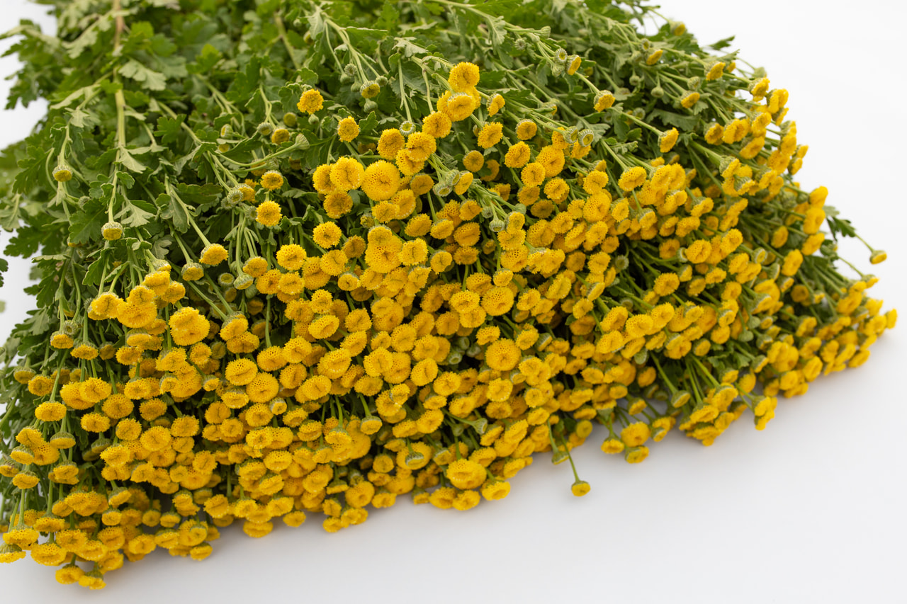 Reunuspietaryrtti Amero, Loukykvět