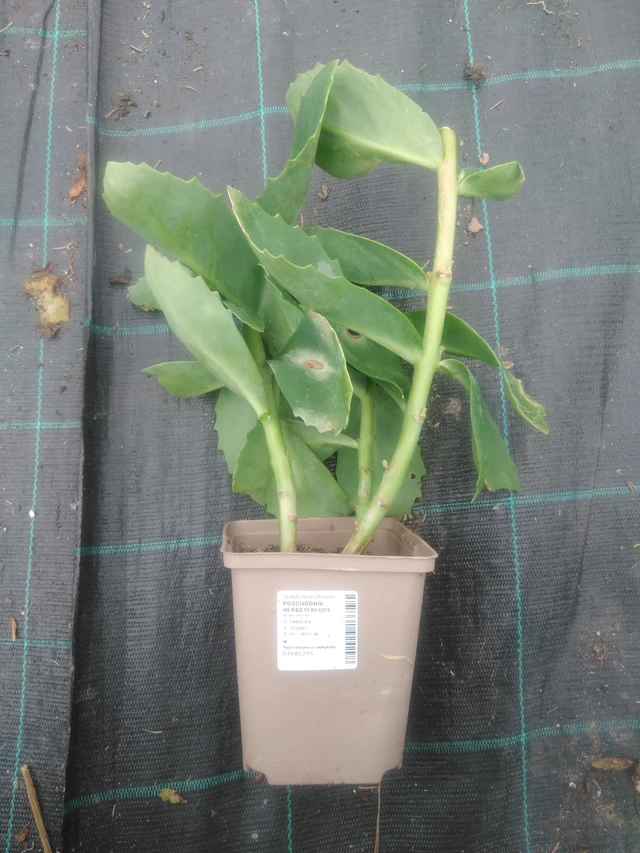 Sedum Matrona - 2024