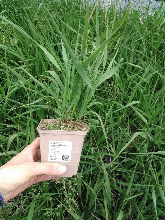 Isosiniheinä Karl Foerster - 9. 6. 2025