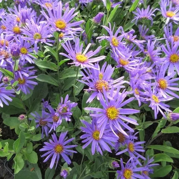 Aster Blue King, Loukykvět