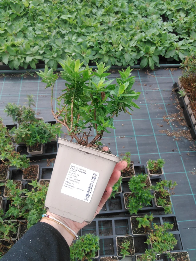 Rantakukka Robin - 2024