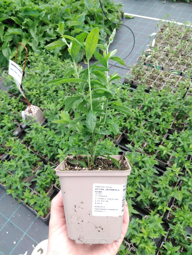 Tiukuasteri Alba - 2024