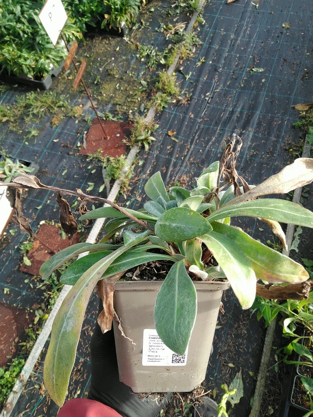 Vuorikaunokki Purple Heart - 31. 10. 2025