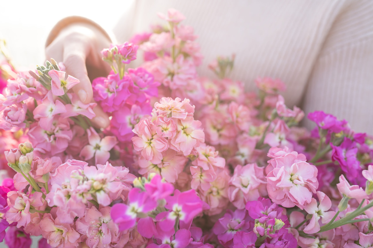 Alhelí StoX Azaleas Patch Mix, Loukykvět