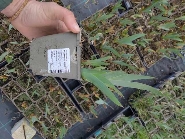 Kurjenmiekka Glacier - 21. 4. 2026