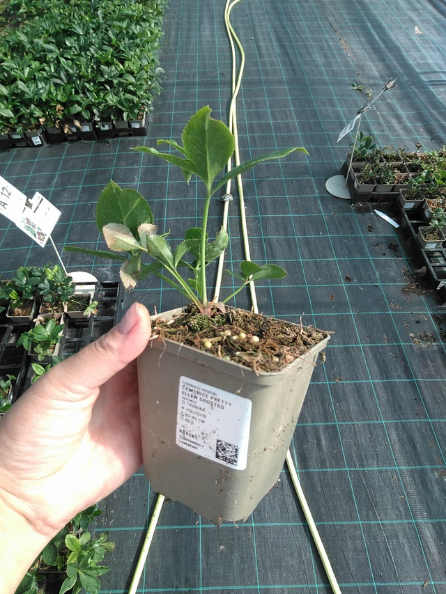 Jouluruusu Pretty Ellen Spotted - 11. 7. 2025