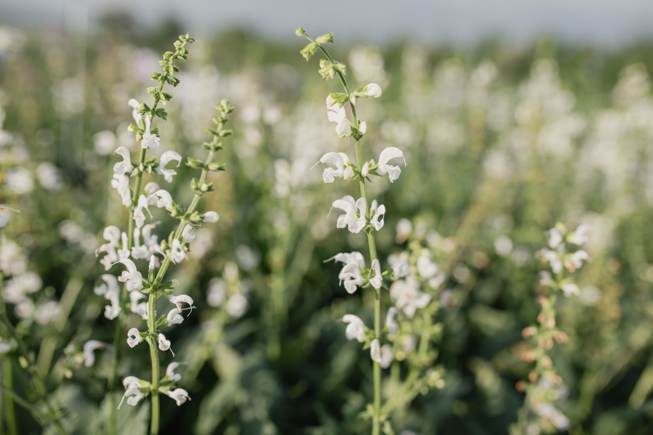 Salvia pratensis Swan Lake, Loukykvět