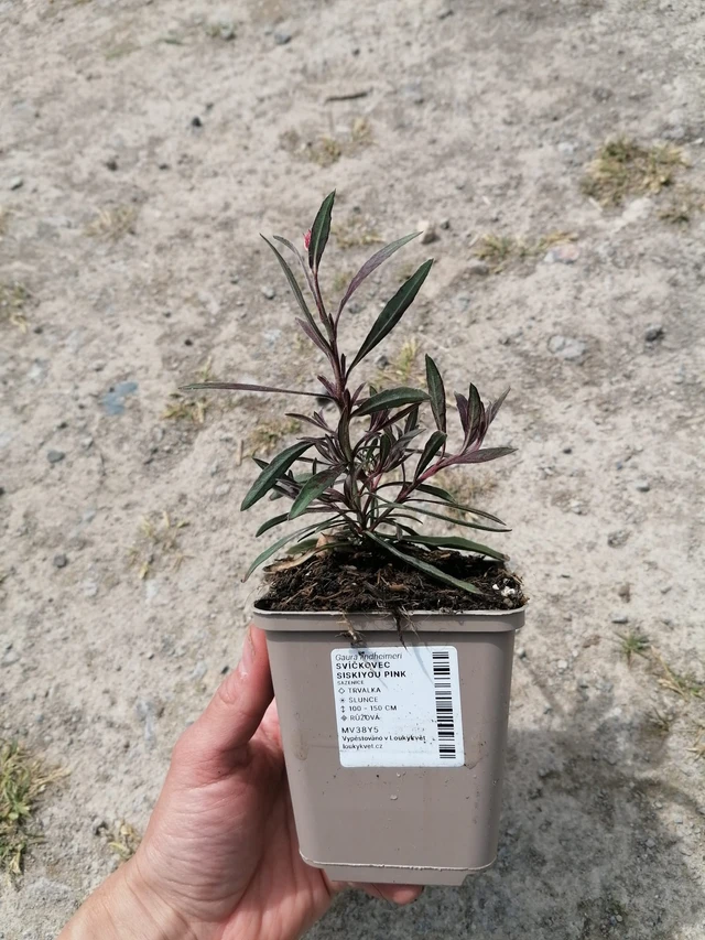 Prachtkaars Siskiyou Pink - 2024