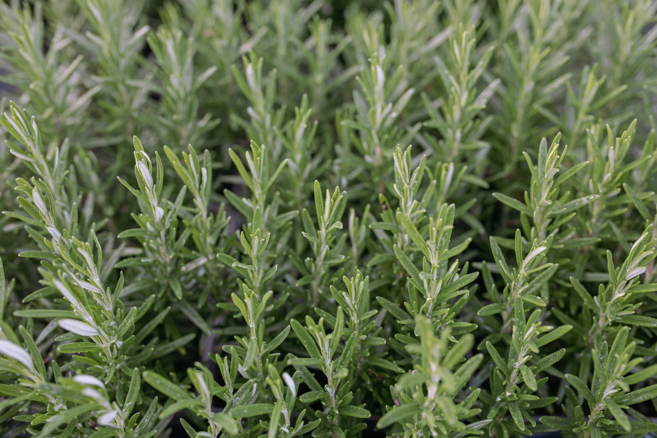 Rosmariini Hishtil Perigord, Loukykvět