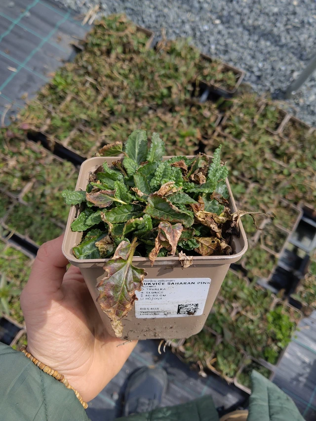 Betónica Saharan Pink - 21. 4. 2026