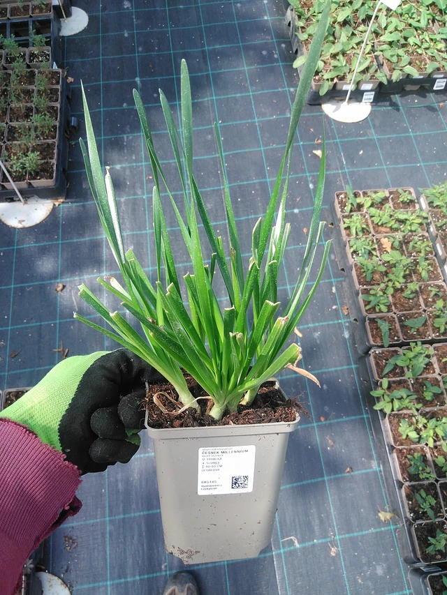 Allium Millennium - 4. 8. 2025