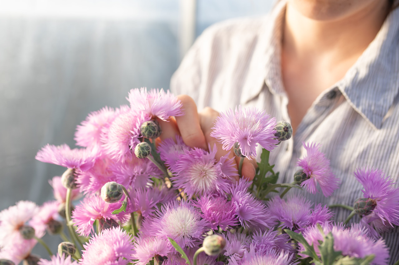 Aciano imperial Graciosa, Loukykvět