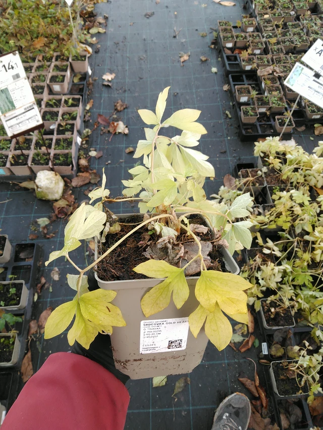 Särkynytsydän Gold Heart - 31. 10. 2025