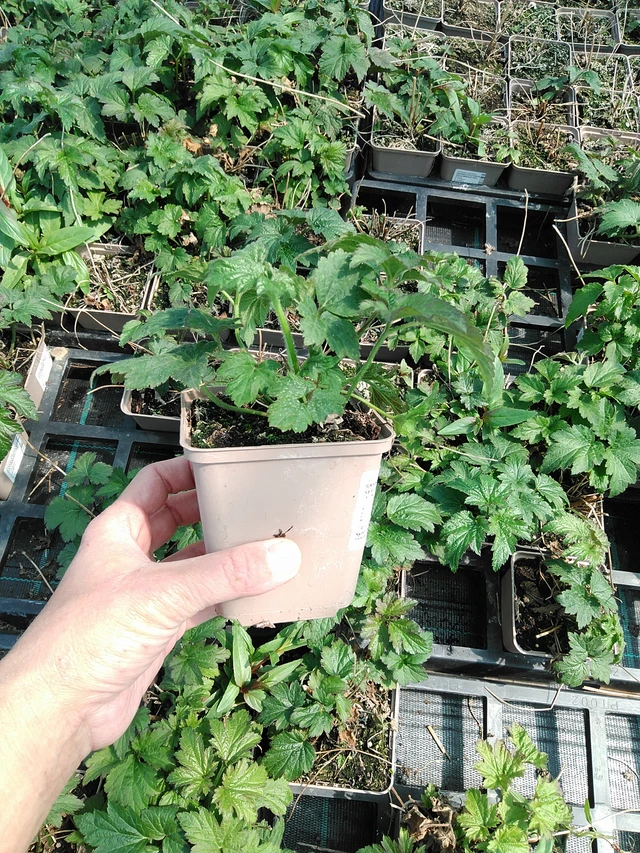 Hopeasyysvuokko Septemberglanz - 13. 5. 2025