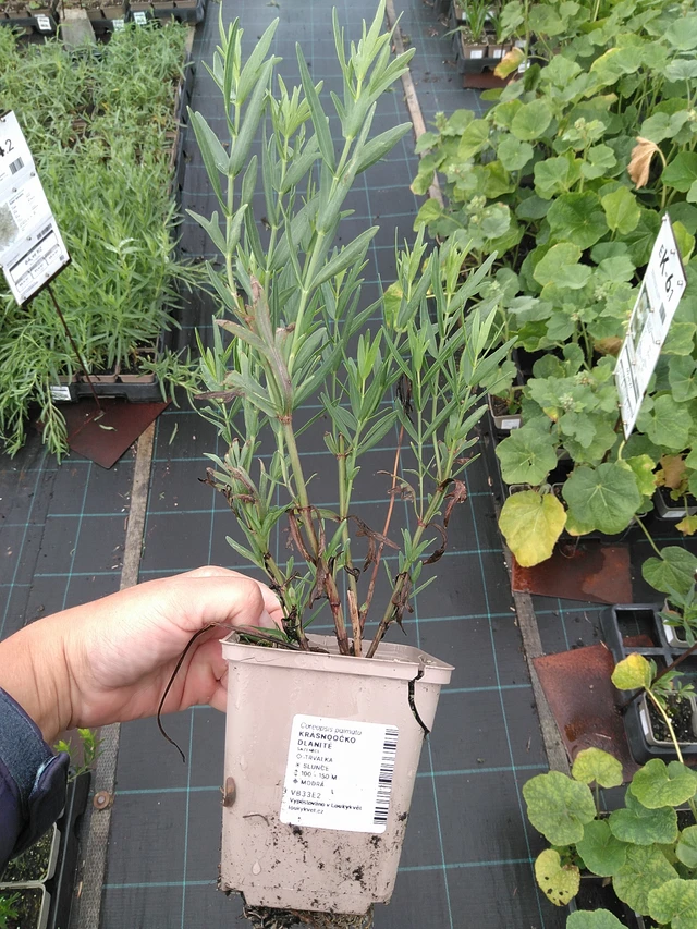 Prairie Coreopsis - 11. 7. 2025