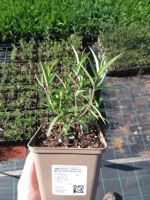 Menta de montaña Virginianum - 20. 6. 2025