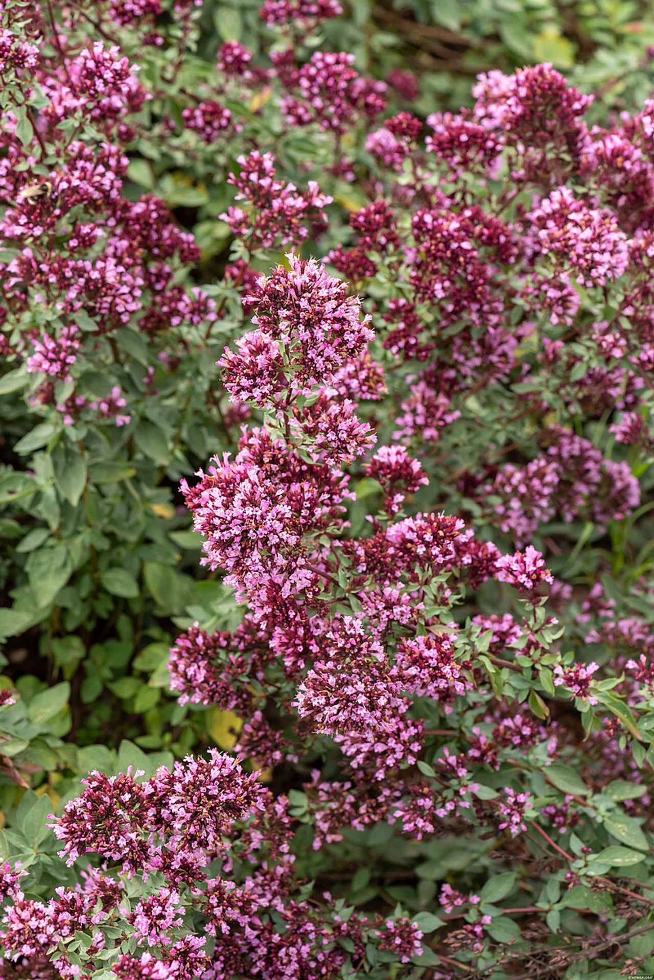 Oregano Herrenhausen, Loukykvět