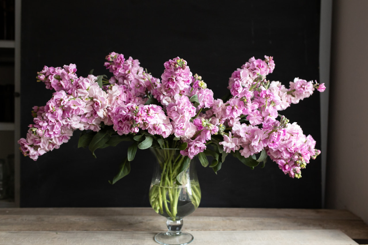 Levkoija Katz Cherry Blossom, Loukykvět