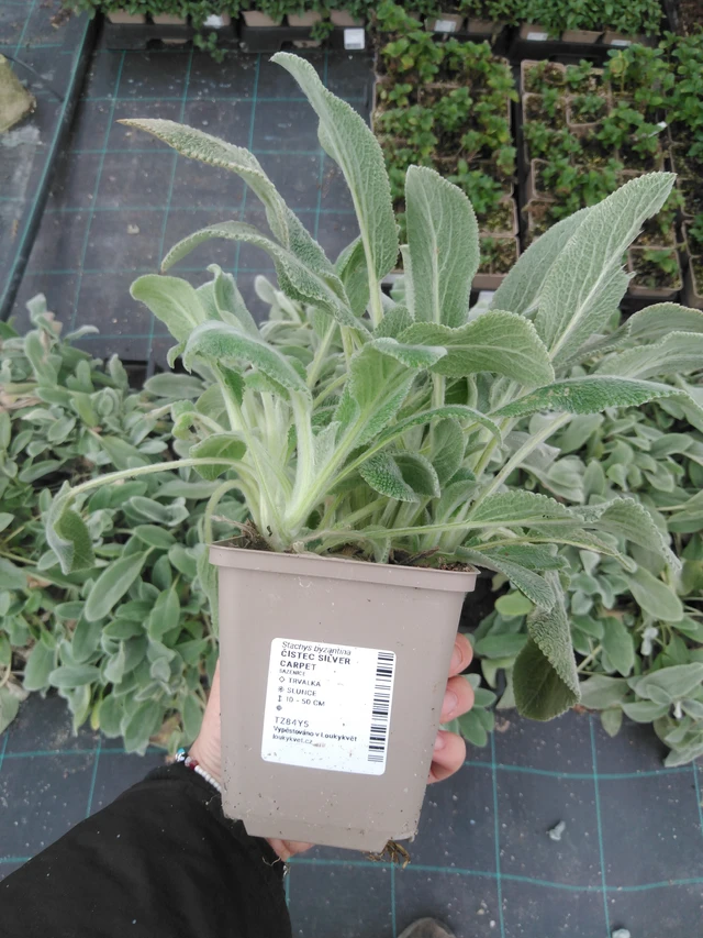 Nukkapähkämö Silver Carpet - 2024