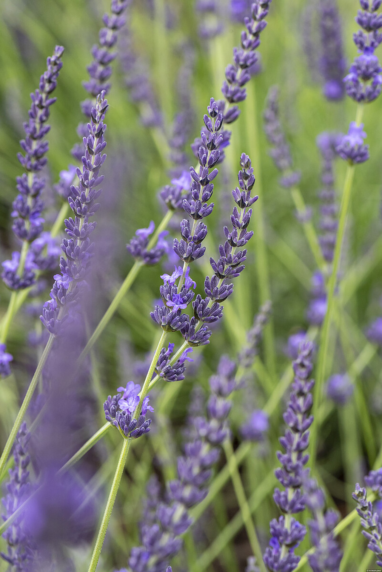 Laventeli Grosso, Loukykvět