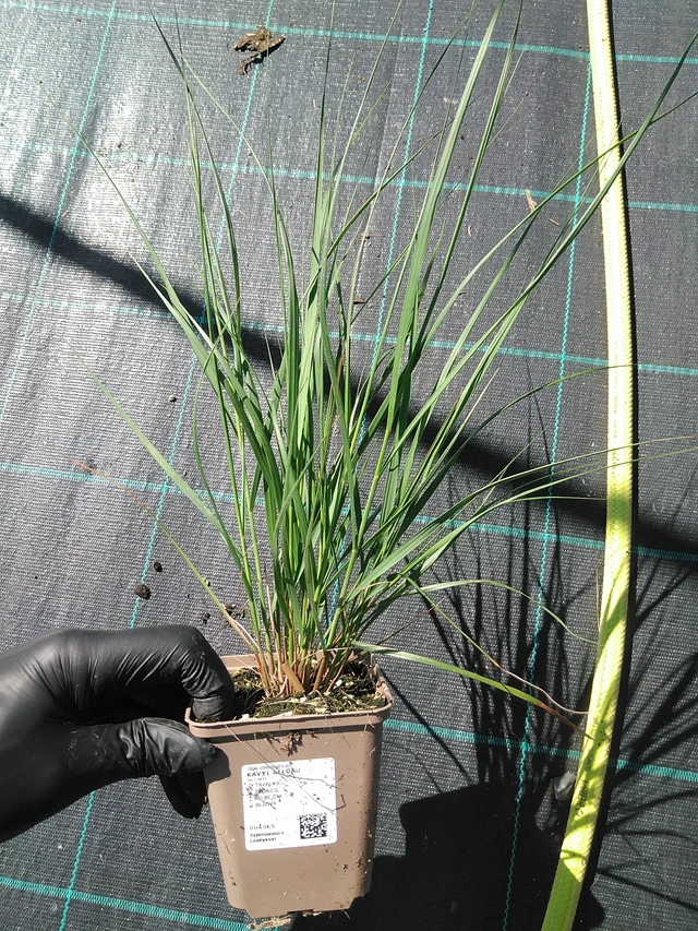 Fjergræs Allgäu - 19. 8. 2025