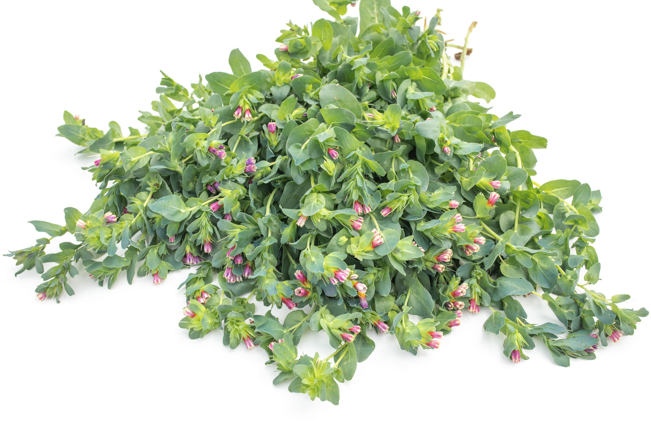 Stor Voksurt Pride of Gibraltar, Loukykvět