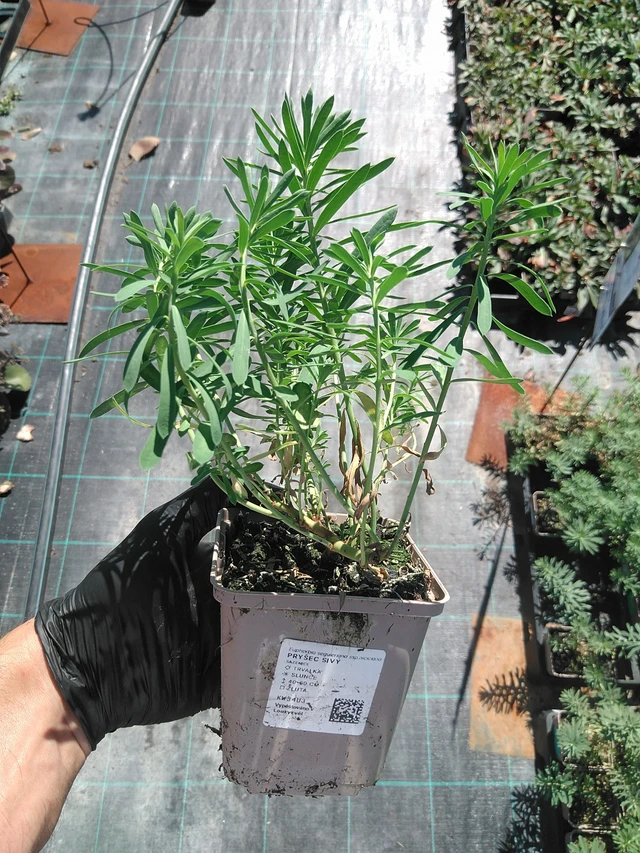 Euphorbia myrsinites - 19. 8. 2025