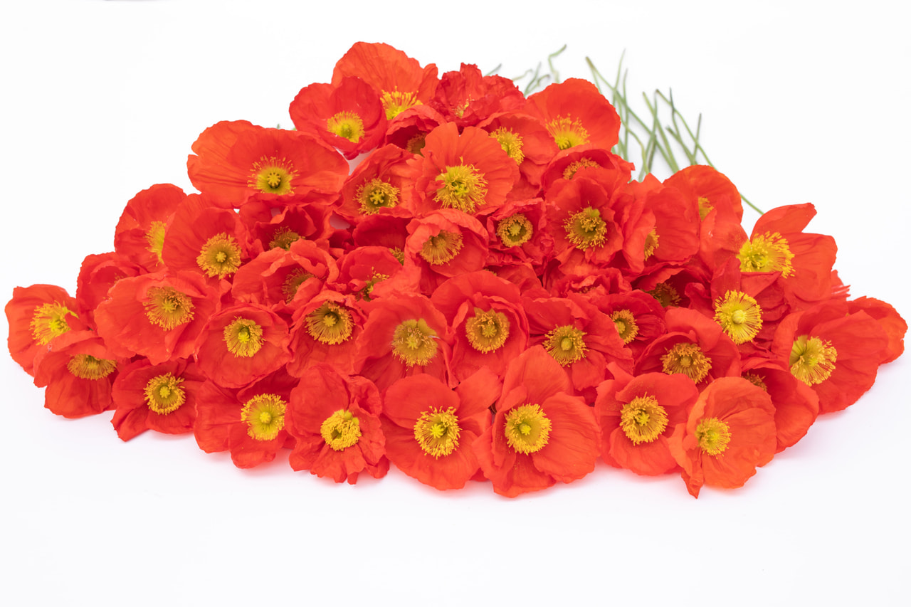 Valmue Champagne Bubbles Scarlet, Loukykvět