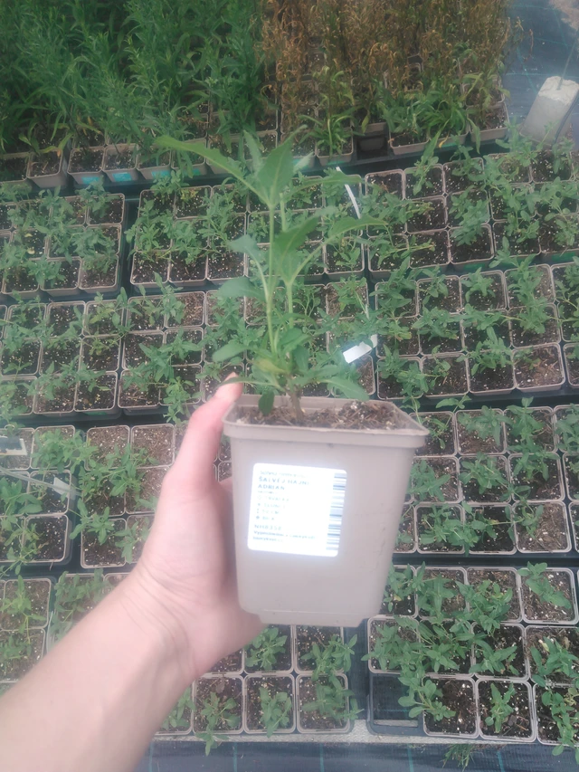 Salvia nemorosa Adrian - 2024